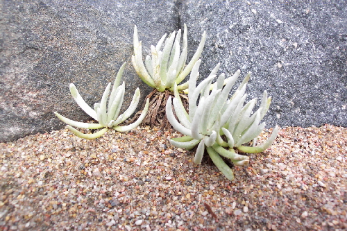 senecio scaposus